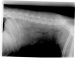 Wervelkolom v. guus met spondylosis en 8 ipv 7 lendenwervels